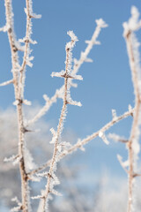 Branches covered with frost on a frosty sunny day