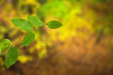 Green plant on beautiful nature background