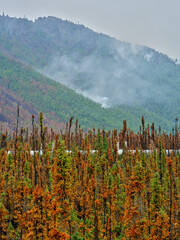 Burning fires in the mountains near the the Alaska Pipeline in Alaska