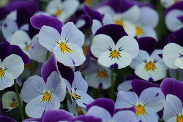 spring flowers background