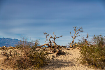 Fototapeta na wymiar Scenic View Of A Desolate Arid American Desert