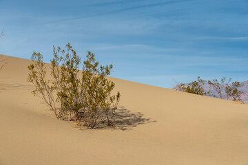 Scenic View Of A Desolate Arid American Desert