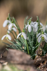 wild snowdrops at the edge of the forest in the sunlight