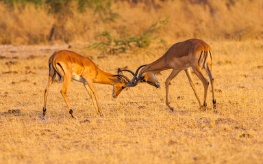 Two fighting Impala bucks (Aepyceros melampus)