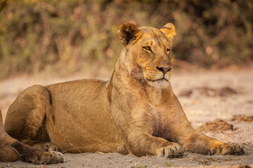 Lioness (Panthera leo) dozing in the shade of a bush, Botswana