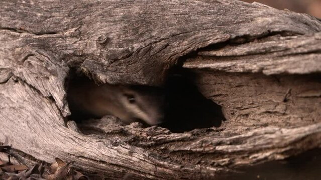 Numbat - Myrmecobius fasciatus also noombat or walpurti, insectivorous diurnal marsupial, its diet consists almost exclusively of termites. Small cute animal watching out of the laying trunk in forest