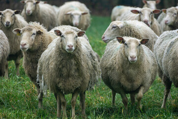 Fototapeta premium Les moutons