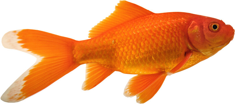 Pet goldfish with white on its tail