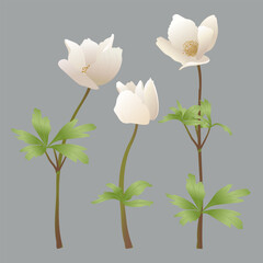 Set of white botanical flowers and petals of spring anemone flowers decor for holidays and design