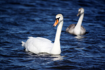 Fototapeta premium Pair of white swans swimming on blue waves