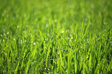 Close up of green grass with bokeh at spring 