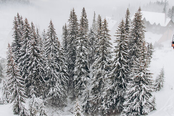 Dragobrat, Ukraine mountain landscape with fog and fir trees.