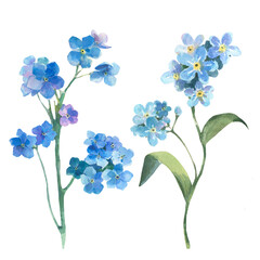 Watercolor floral illustration. Spring flowers, forget me not isolated on white background. Handmade flowers for wedding anniversary, birthday, invitations and postcards. Delicate blue color