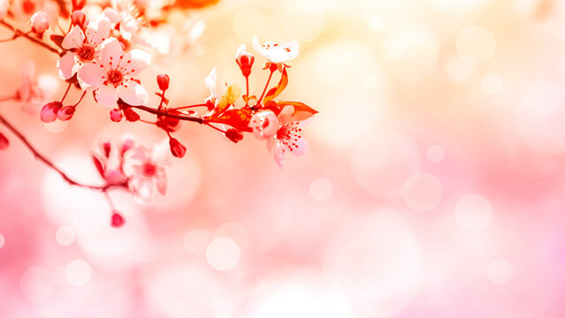 Beautiful cherry blossom in spring time with bokeh background
