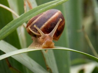 a snail on a green leaf