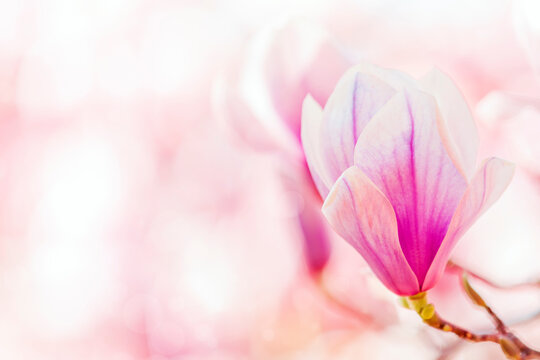 Beautiful magnolia flowers on blurred background with bokeh effect