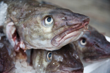Fresh landed cod on ice at fish market