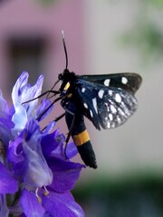 butterfly with dotted wings on purple flower