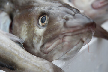 Fresh landed cod on ice at fish market