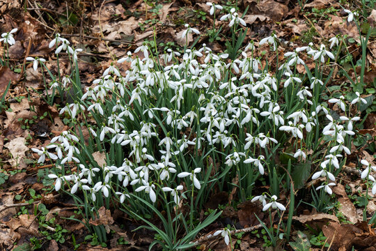 Snowdrops (galanthus) a winter spring flowering plant with a white green springtime flower which opens in January and February, stock photo image