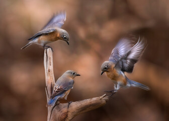 three bluebirds