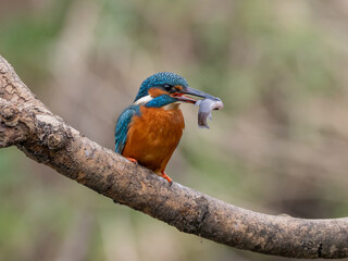 kingfisher eating fish