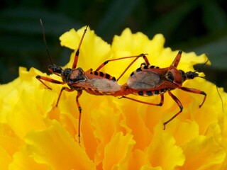 red bugs on a yellow flower in love