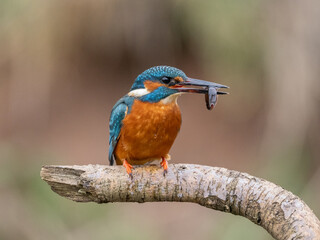 kingfisher eating fish