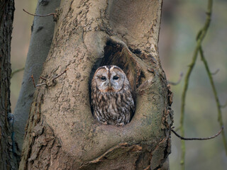 owl sitting on a tree