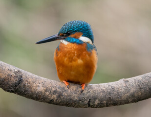 kingfisher on branch