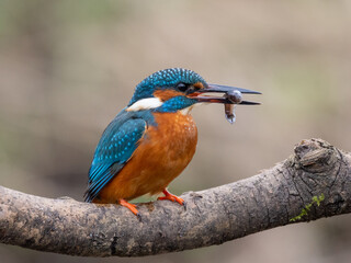 kingfisher eating fish