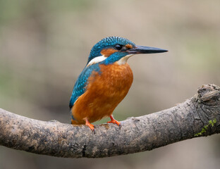 kingfisher on the branch