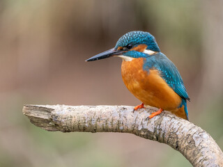 kingfisher on branch