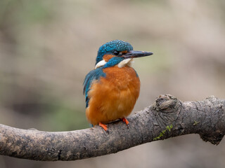 Obraz premium kingfisher on a branch