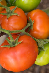 Tomates de huerta en una mata 