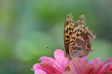 colorful butterfly on pink flower