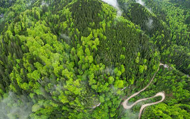 Aerial drone panorama above a narrow canyon winding through wild woodlands. Rainy day. Low altitude clouds are above the forest. Spring season, the tree leaves are blooming in bright green. 