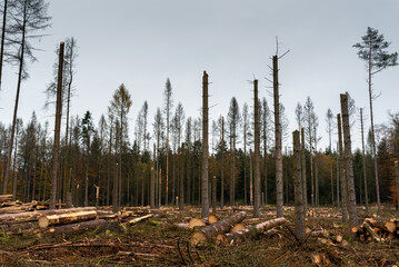 Clearing of a diseased pine forest after the invasion of the sharp-toothed bark beetle / Wycinka chorego lasu sosnowego po inwazji kornika - obrazy, fototapety, plakaty