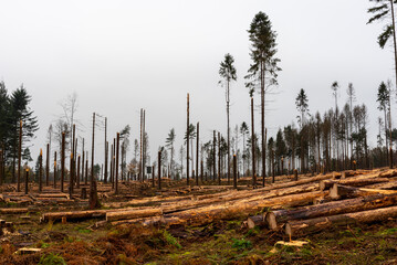 Clearing of a diseased pine forest after the invasion of the sharp-toothed bark beetle / Wycinka...