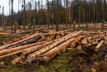 Clearing of a diseased pine forest after the invasion of the sharp-toothed bark beetle / Wycinka...