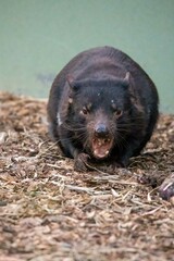 Angry Tasmanian devil