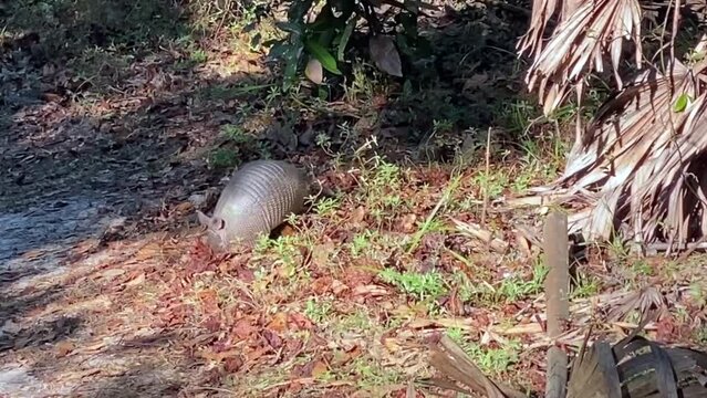 Nine-banded armadillo (Dasypus novemcinctus) on River Trail at Cumberland Island National Seashore. Cumberland Island, largest of Georgia's Golden Isles, managed by National Park Service.