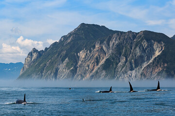 Many killer whales swim on the surface of the water, across the Pacific Ocean against the backdrop...