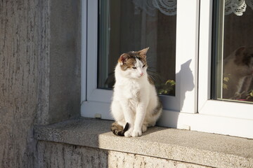 Kot siedzący na oknie w słońcu. Dorosły kot odpoczywa na parapecie. Promienie słońca oświetlają parapet. - obrazy, fototapety, plakaty