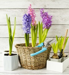 Spring, transplanting, pruning flowers, beautiful multi-colored hyacinths in a wicker basket on a wooden background.  The concept of caring for spring flowers.  Front view, back view.