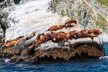 A lot of sea lions, sea lions, sit on the rocks, the Pacific Ocean, mountains, Kamchatka, wild nature. Animals. Water. Stones.