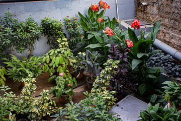 Beautiful Garden Lining the Street of a Residential Neighborhood in Bengaluru, India