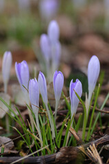 spring crocus flowers