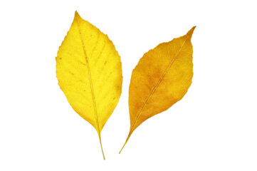 yellow autumn leaf isolated on white background