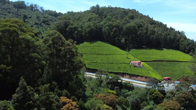 An aerial view of tea plantation in a hill at Nilgiri forest Ooty. Landscape of Ooty Tamil nadu India 
